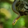 Uzovka stromova - Zamenis longissimus - Aesculapian Snake 5908